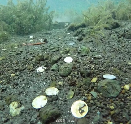 富士山下泉水池中的硬币奇观