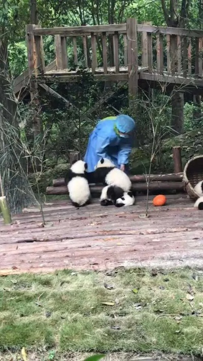 熊猫宝宝遛弯记，大熊猫的意外亲子时光