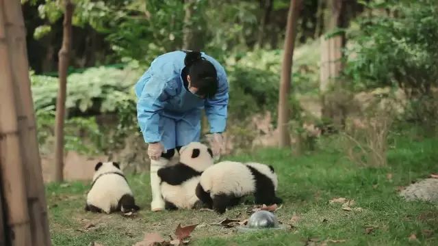 熊猫宝宝遛弯记，大熊猫的意外亲子时光