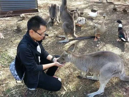 网友称动物园买饲料喂袋鼠，价格质疑背后的深思