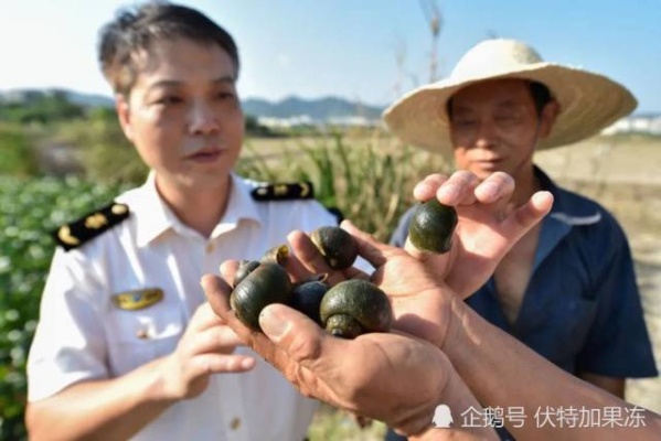 河南一地发现外来入侵物种，警惕生态安全挑战