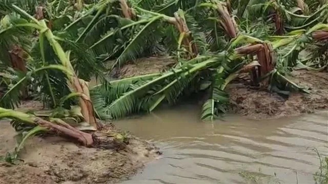 湛江之痛，台风肆虐下的香蕉林悲剧