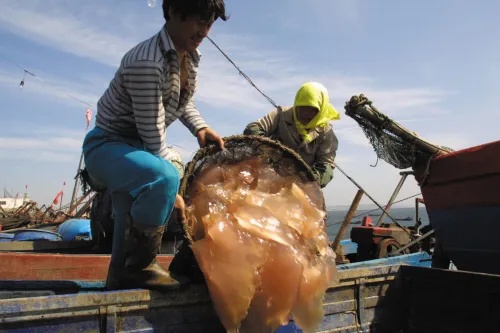 海蜇大量上市，价格亲民引热议