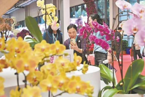 踏花行，花卉论坛探索，花海中的知识盛宴与社交新天地