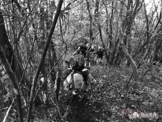 哀牢山神秘科考之旅，鸟叫声如人语之谜