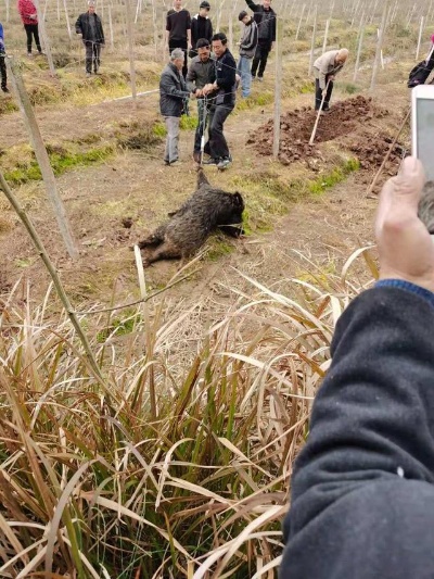 上海野猪攻击人事件，真相与谣言