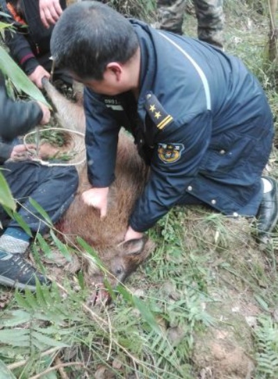 上海野猪攻击人事件，真相与谣言