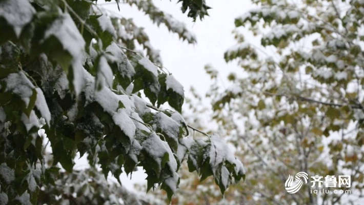 山东多地迎来今冬初雪，感受冬日之美与应对之策