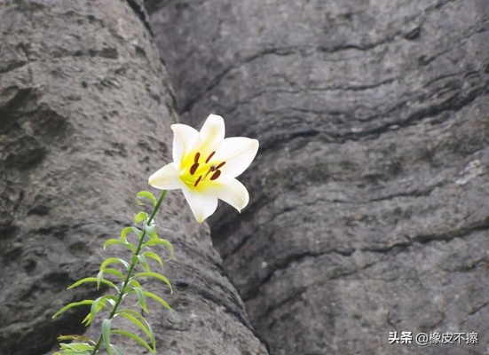 花儿的战争，自然界中花朵的生存策略与竞争