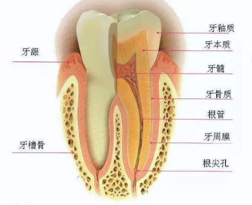 探索人体最坚硬部位，牙齿的奥秘