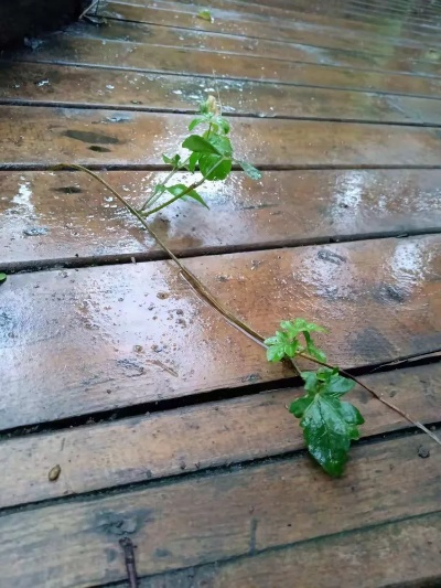 雨后的小故事，探索生活中的点滴智慧与成长